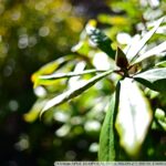 TTArtisan APS-C 17mm f/1.4 2